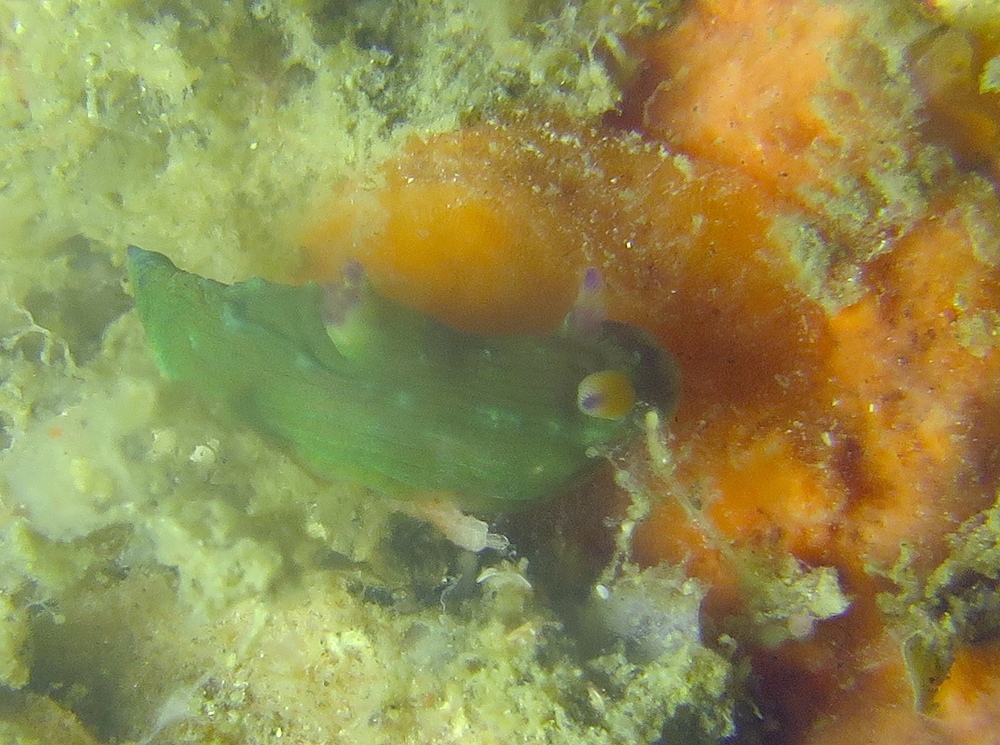 逗子　鎌倉　ダイビング　ウミウシ