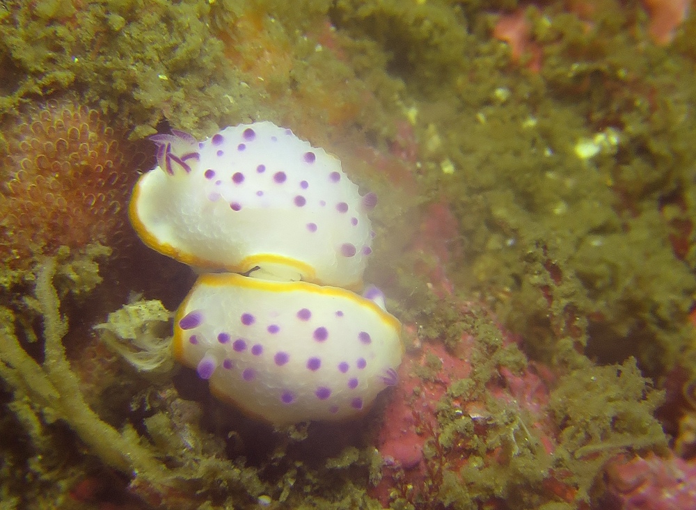 逗子　鎌倉　ダイビング　ウミウシ