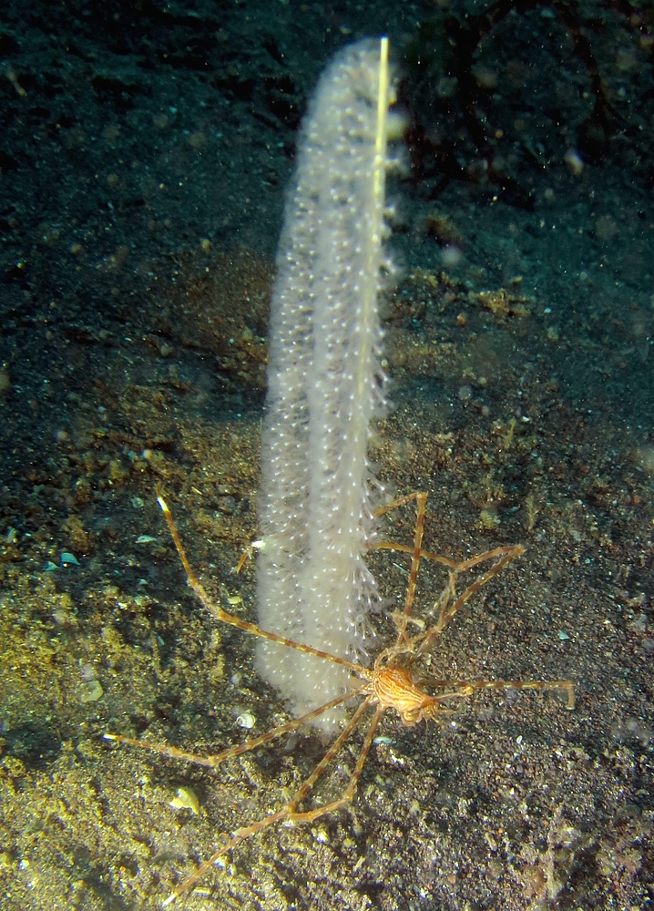 大瀬崎 ダイビング ツアー ウミウシ 水中写真撮影