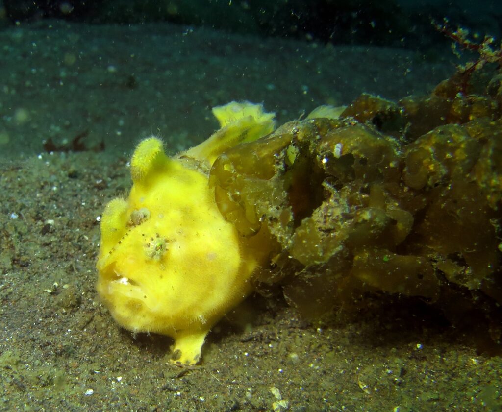 大瀬崎　カエルアンコウ　メイタガレイ