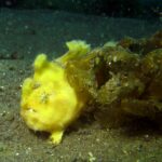 大瀬崎　カエルアンコウ　メイタガレイ