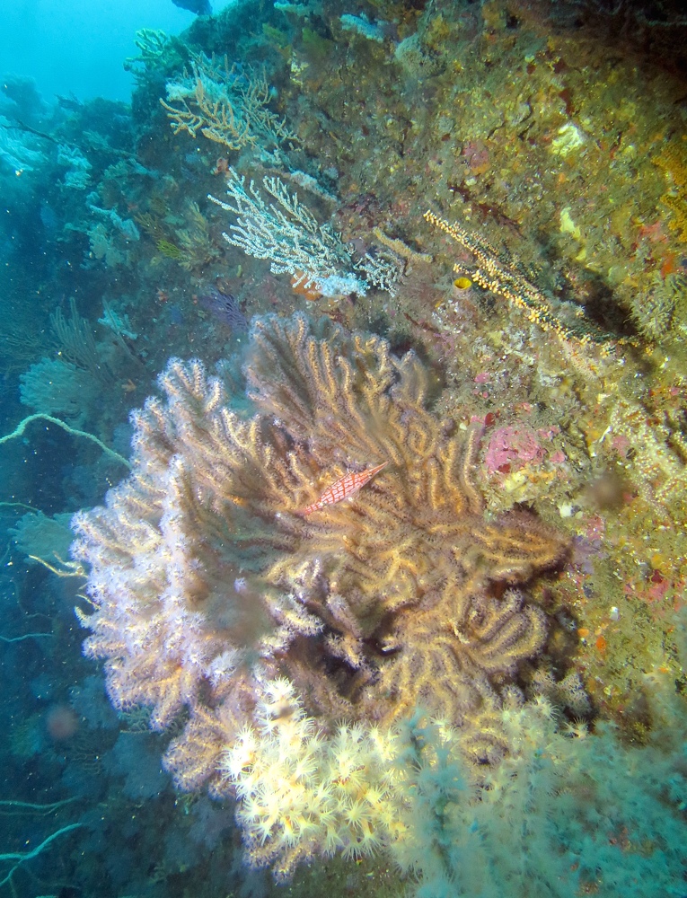 熱海　沈船　ソフトコーラル　レックダイビング