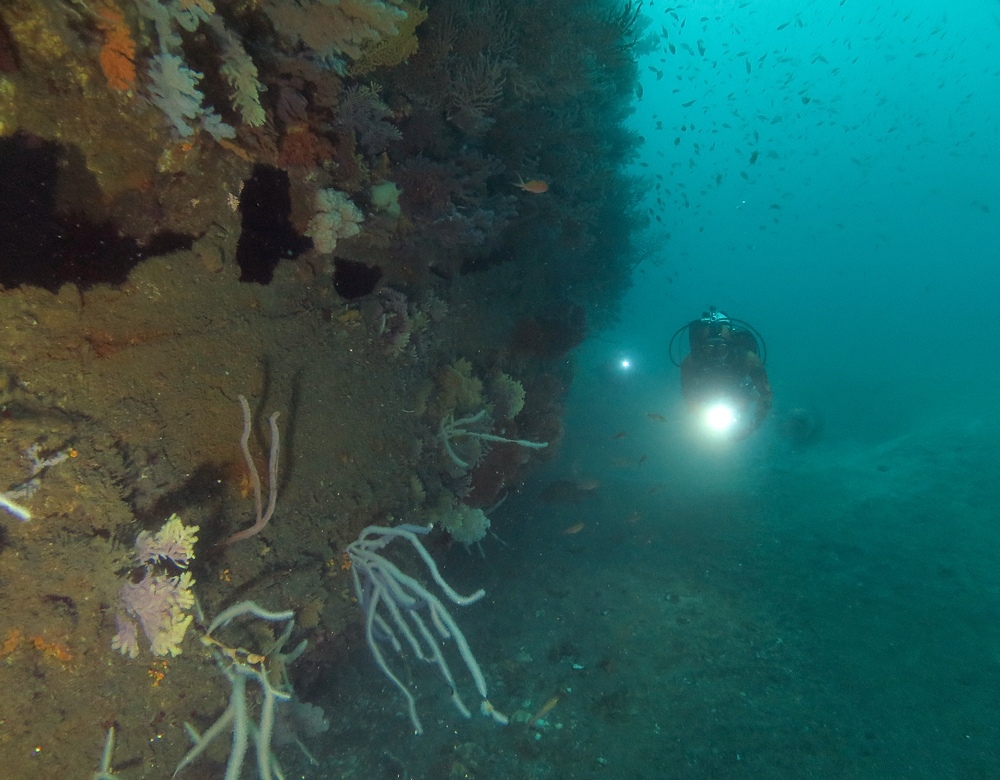 熱海　沈船　ソフトコーラル　レックダイビング