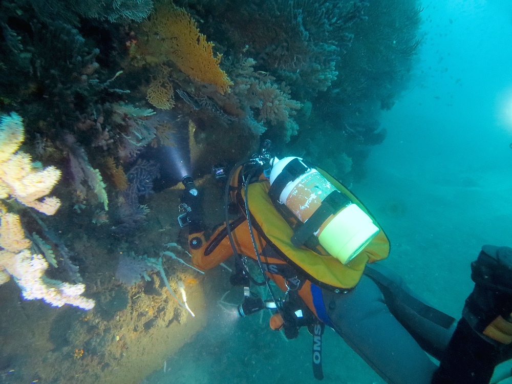 熱海　沈船　ソフトコーラル　レックダイビング