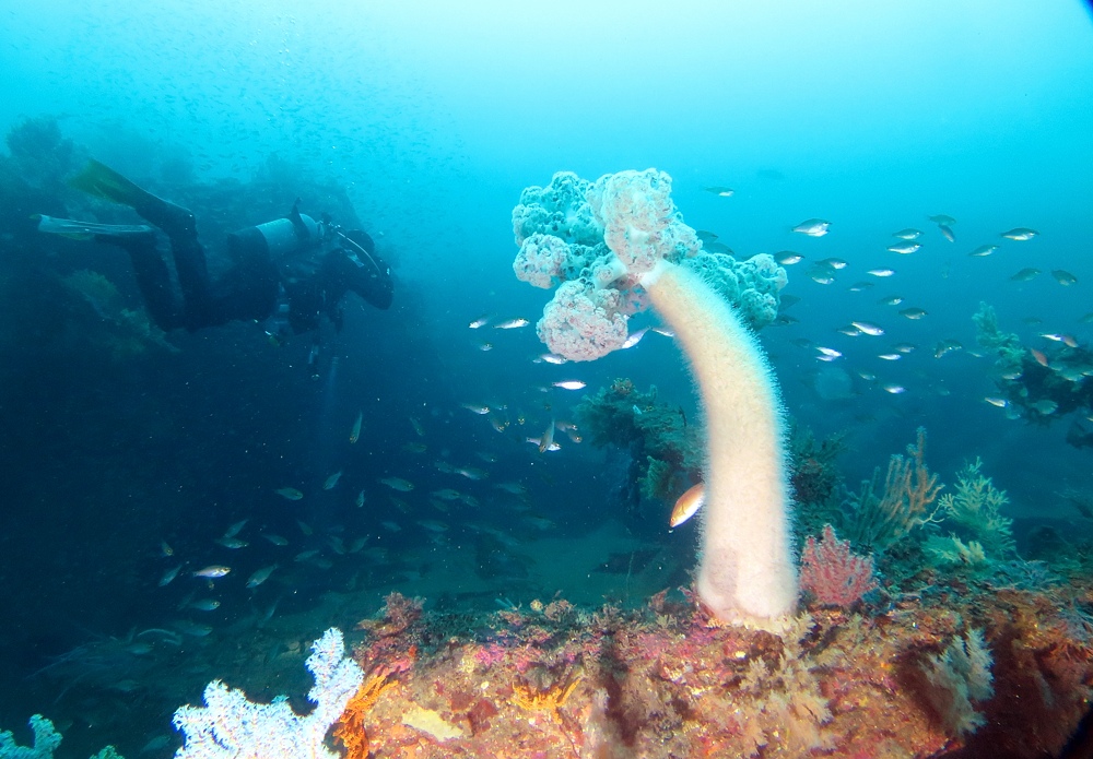 熱海　沈船　ソフトコーラル　レックダイビング