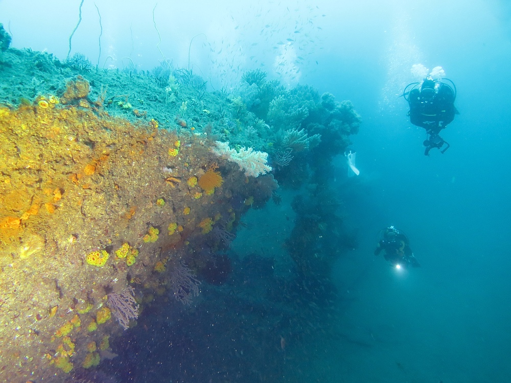 熱海　沈船　ソフトコーラル　レックダイビング