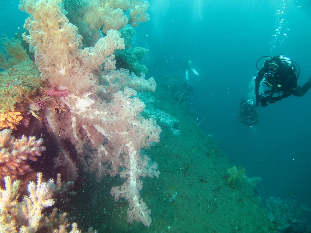 熱海　沈船　ソフトコーラル　レックダイビング