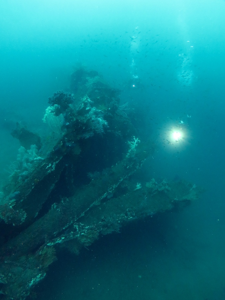熱海　沈船　ソフトコーラル　レックダイビング