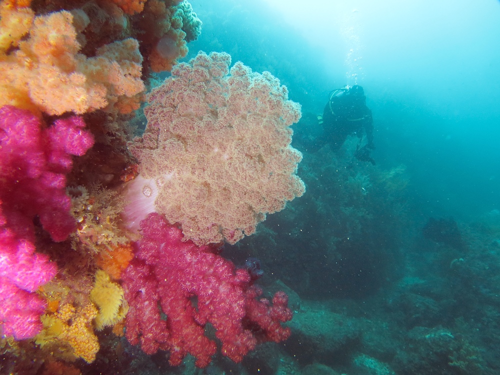 熱海　沈船　ソフトコーラル　レックダイビング