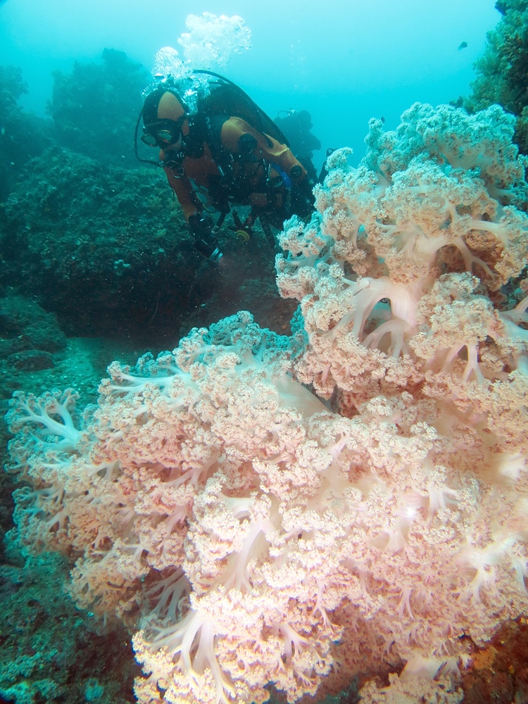熱海　沈船　ソフトコーラル　レックダイビング