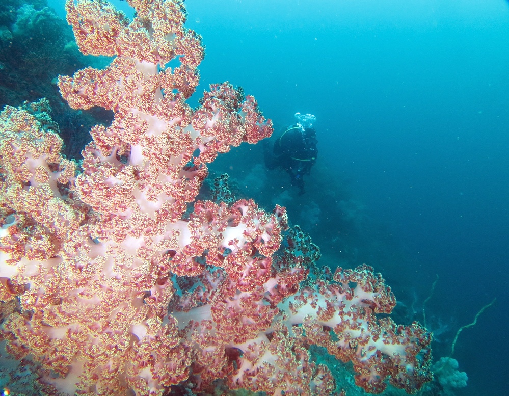熱海　沈船　ソフトコーラル　レックダイビング