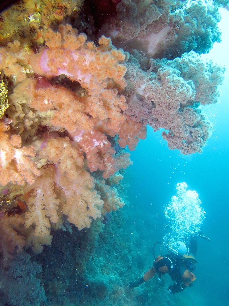 熱海　沈船　ソフトコーラル　レックダイビング