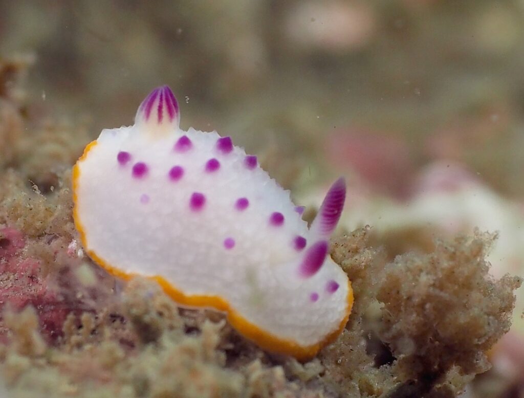 逗子　鎌倉　ダイビング　ウミウシ