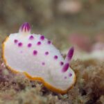 逗子　鎌倉　ダイビング　ウミウシ