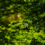 大磯城山公園 青紅葉