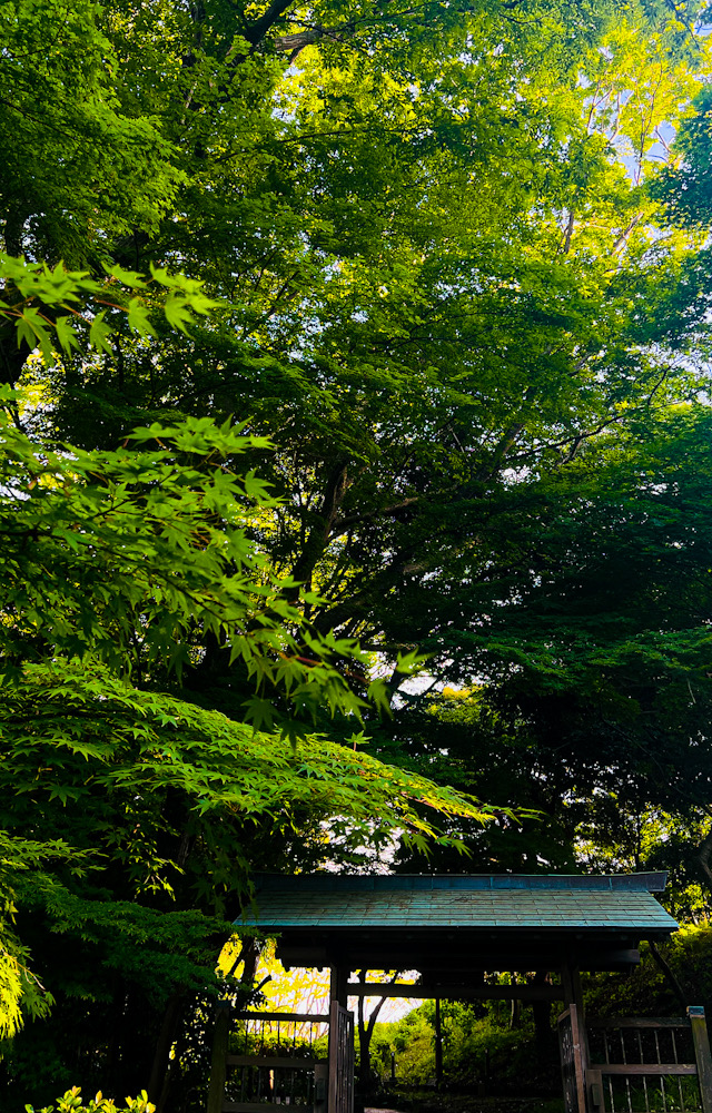 大磯城山公園 青紅葉