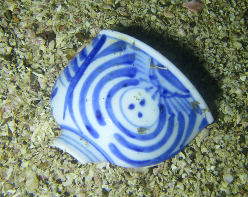 宮川湾 三浦半島　ダイビング　ウミウシ　ダンゴウオ