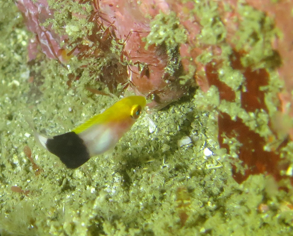 宮川湾 三浦半島　ダイビング　ウミウシ　ダンゴウオ