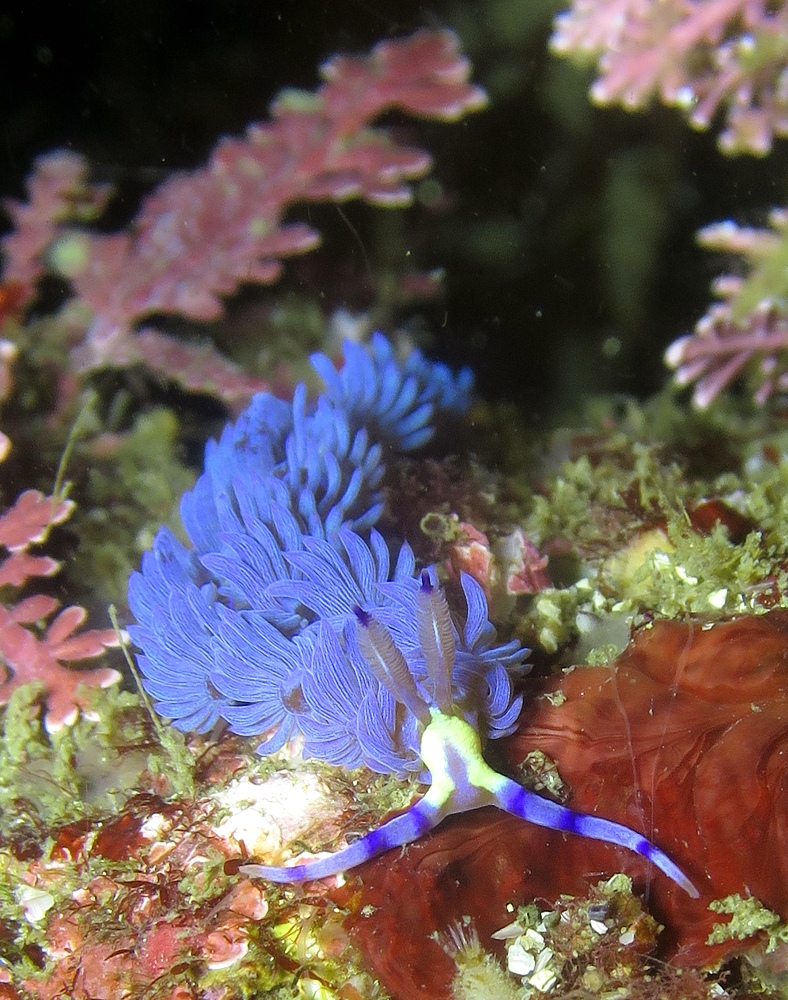 宮川湾 三浦半島　ダイビング　ウミウシ　ダンゴウオ