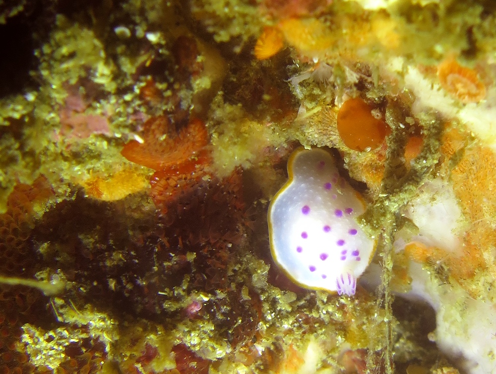 城ヶ島　ダイビング　神奈川　水中スクーター　ウミウシ