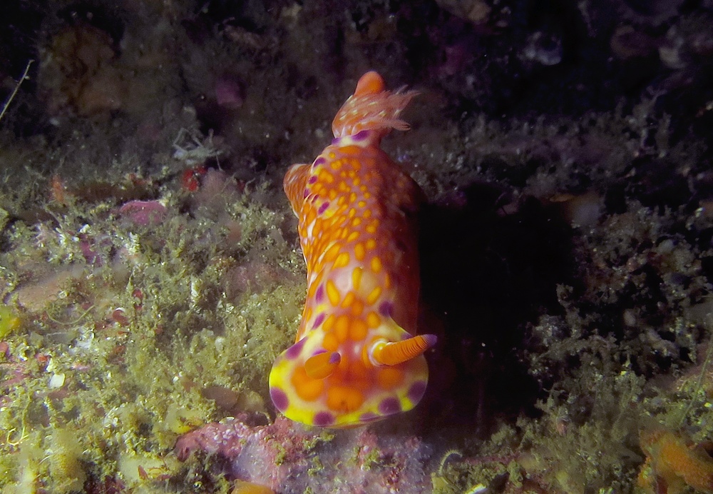城ヶ島　ダイビング　神奈川　水中スクーター　ウミウシ