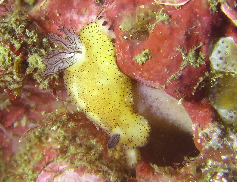 城ヶ島　ダイビング　神奈川　水中スクーター　ウミウシ