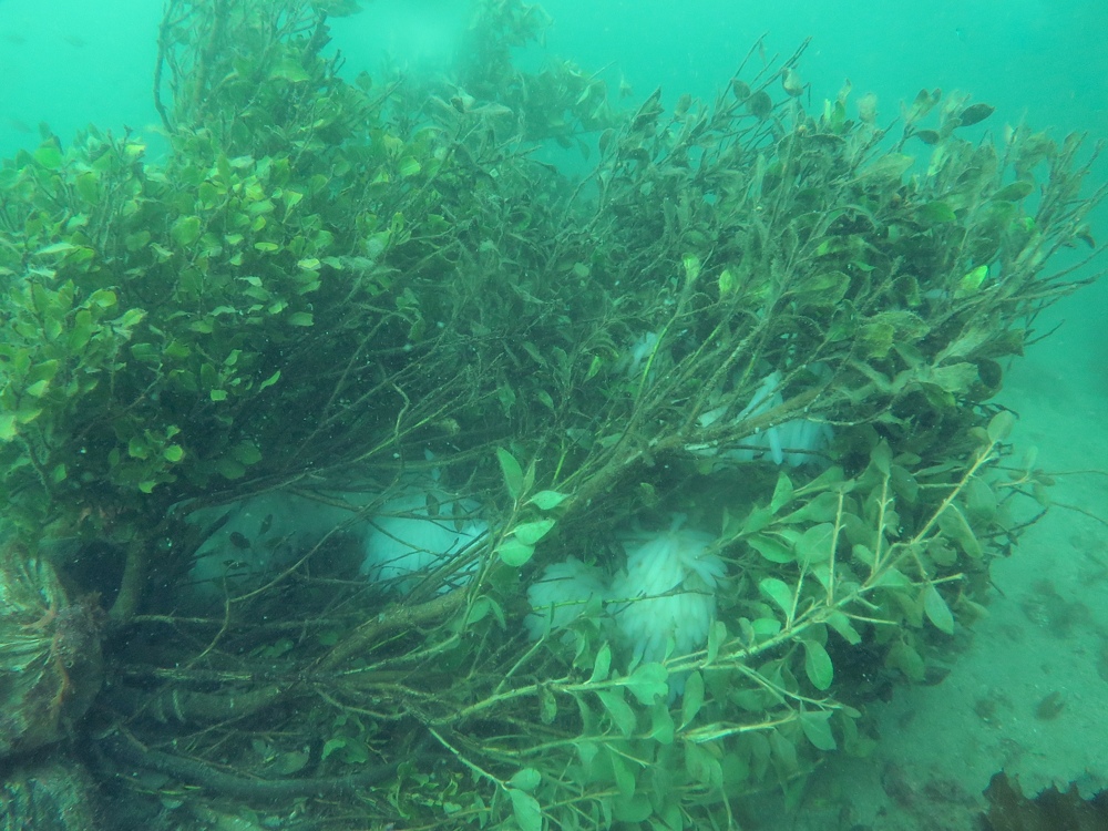 城ヶ島　ダイビング　神奈川　水中スクーター　ウミウシ