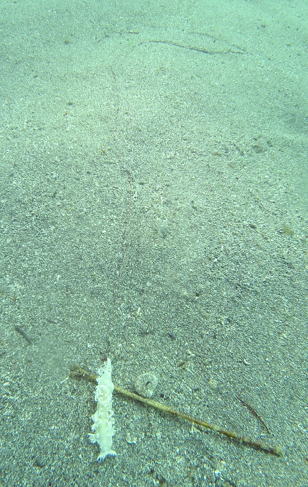 城ヶ島　ダイビング　神奈川　水中スクーター　ウミウシ