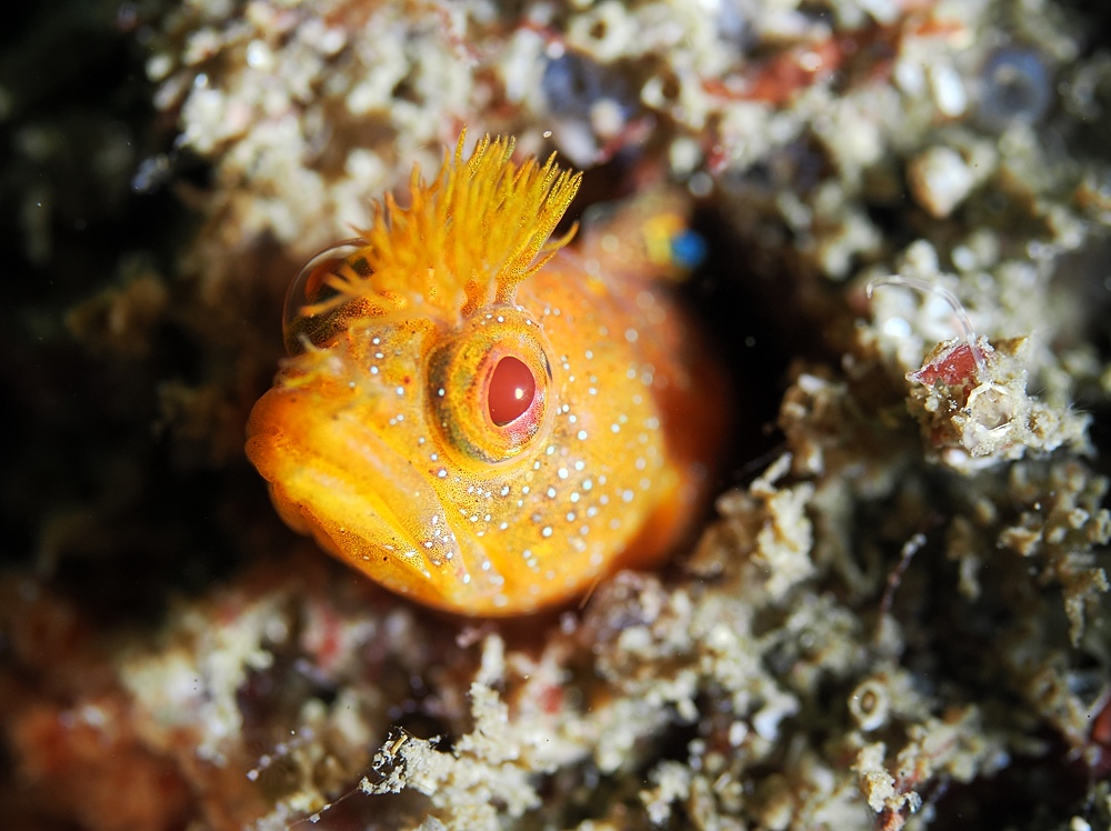 宮川湾 三浦半島　ダイビング　ウミウシ　ダンゴウオ