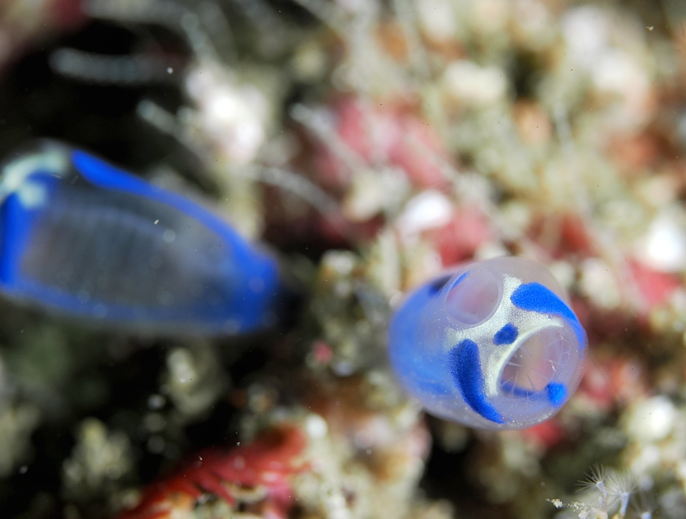 宮川湾 三浦半島　ダイビング　ウミウシ　ダンゴウオ
