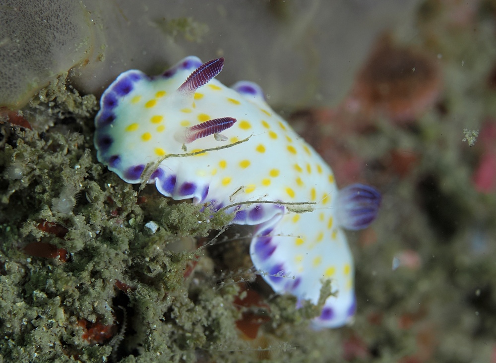 宮川湾 三浦半島　ダイビング　ウミウシ　ダンゴウオ
