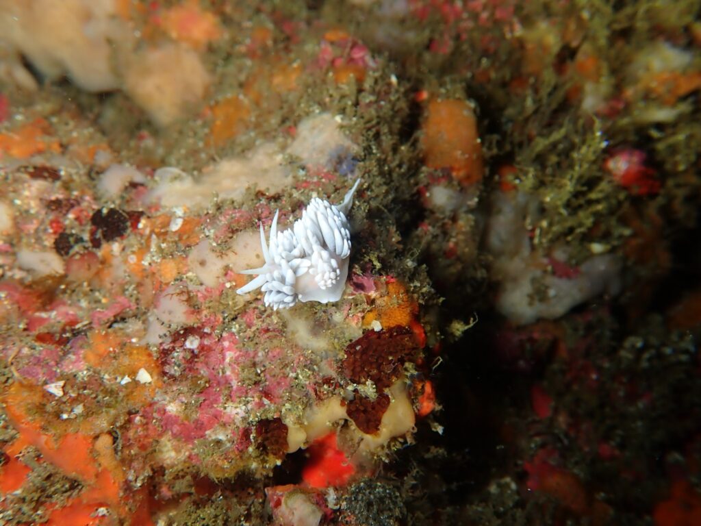 城ヶ島　ダイビング　神奈川　水中スクーター　ウミウシ