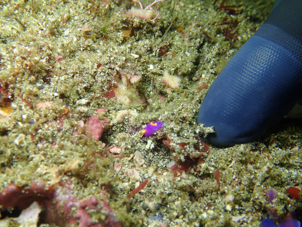 城ヶ島　ダイビング　神奈川　水中スクーター　ウミウシ