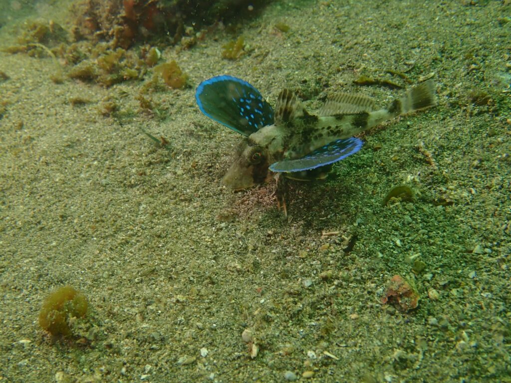 城ヶ島　ダイビング　神奈川　水中スクーター　ウミウシ