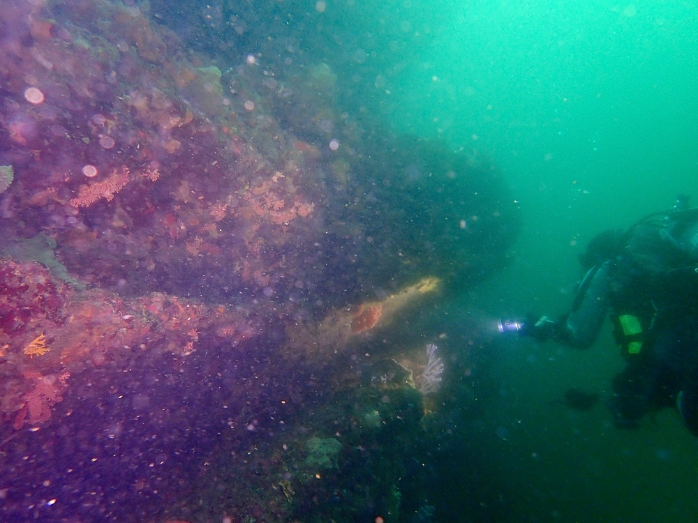 城ヶ島　ダイビング　神奈川　水中スクーター　ウミウシ