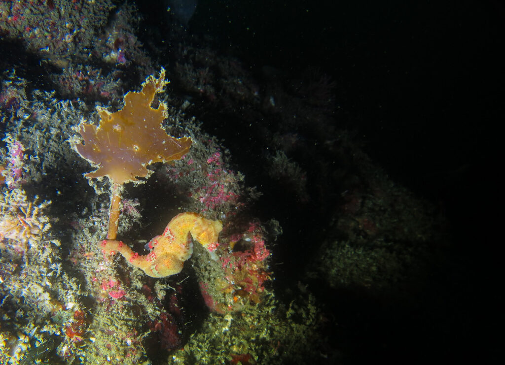 宮川湾 三浦 ダイビング ダンゴウオ