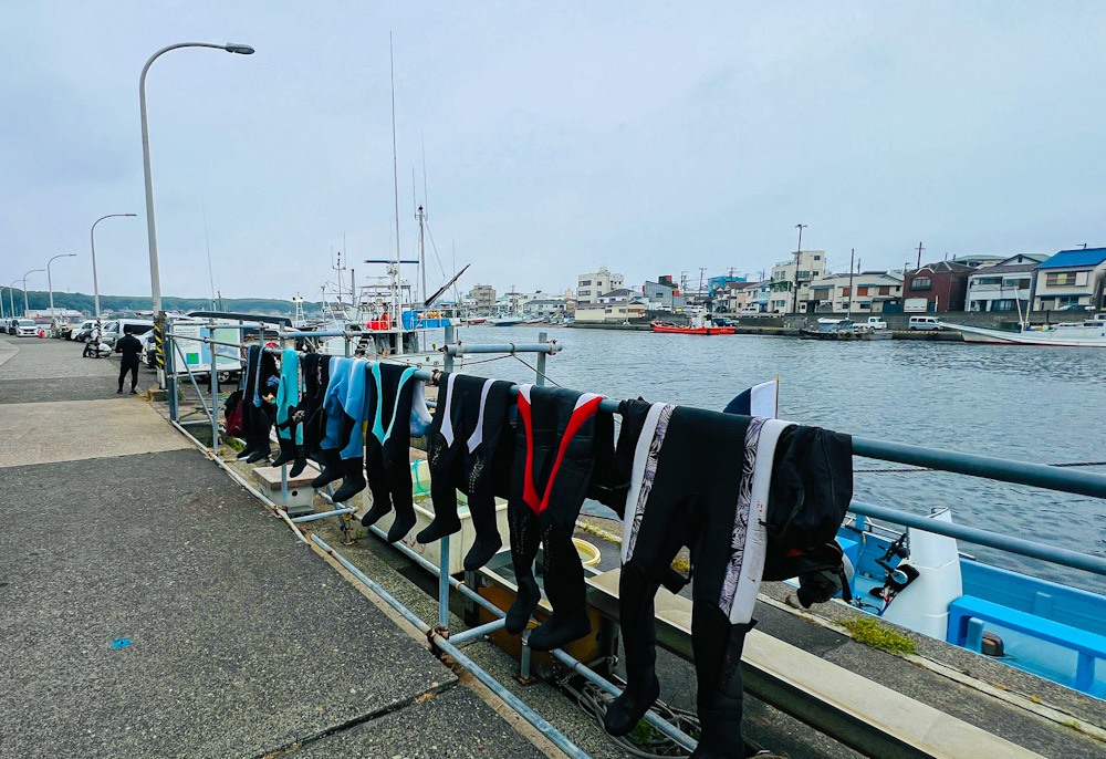 宮川湾 三浦 ダイビング ダンゴウオ