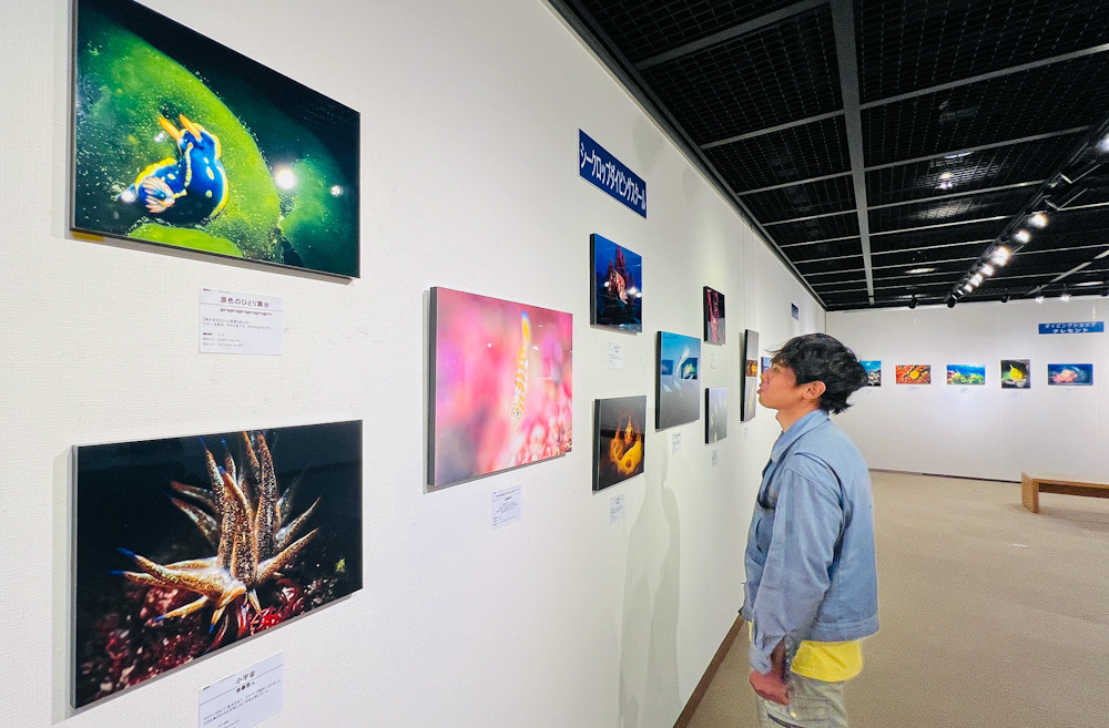 みなとみらい　クィーンズスクエア　水中写真展　ダイビング