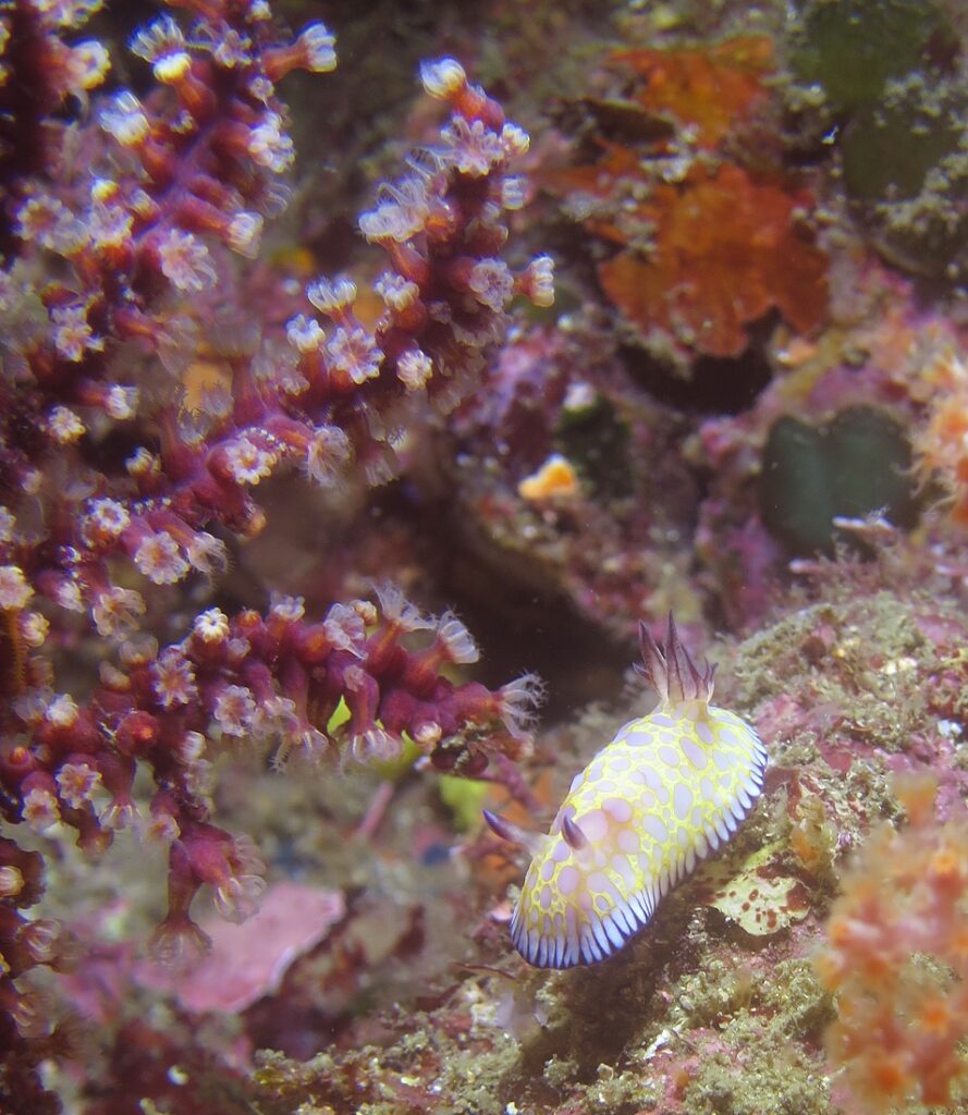 熱海　ダイビング　沈船　レック