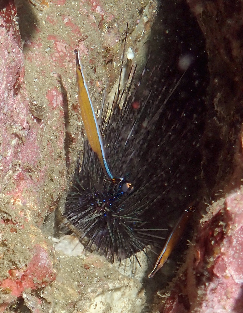 熱海　ダイビング　沈船　レック
