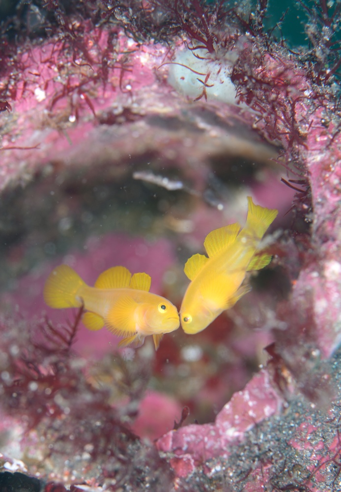 みなとみらい水中写真展 ダイビング