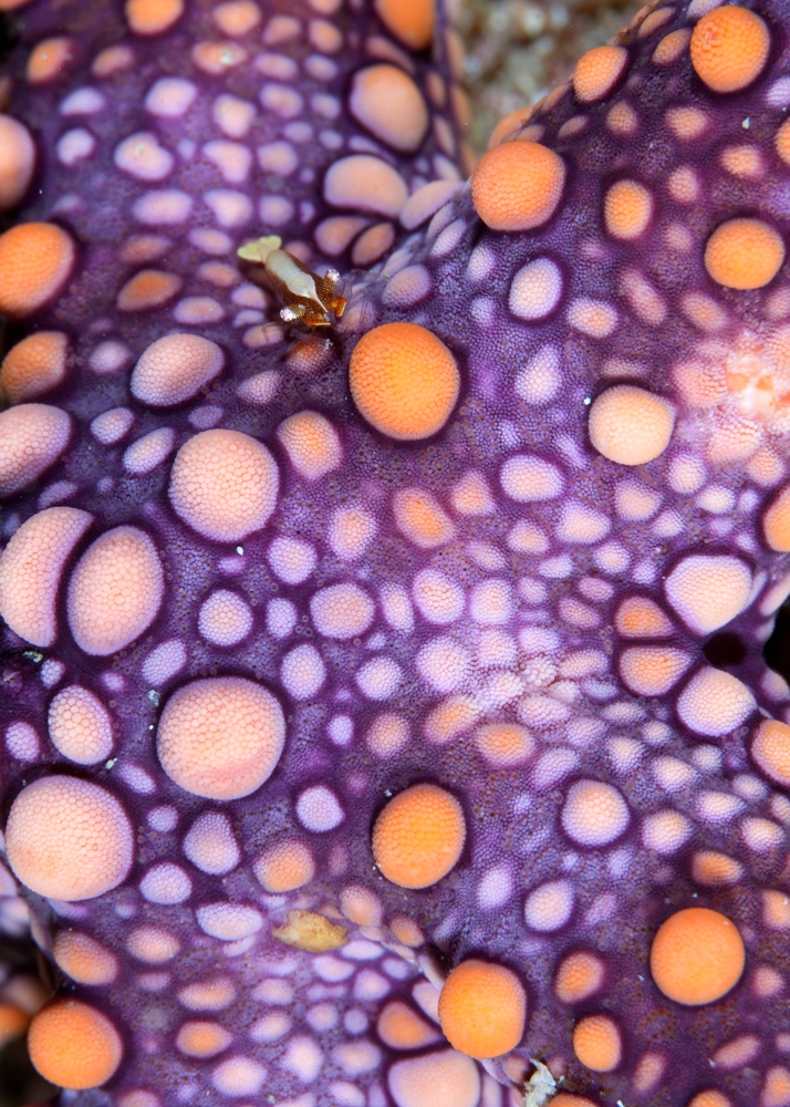 みなとみらい水中写真展 ダイビング
