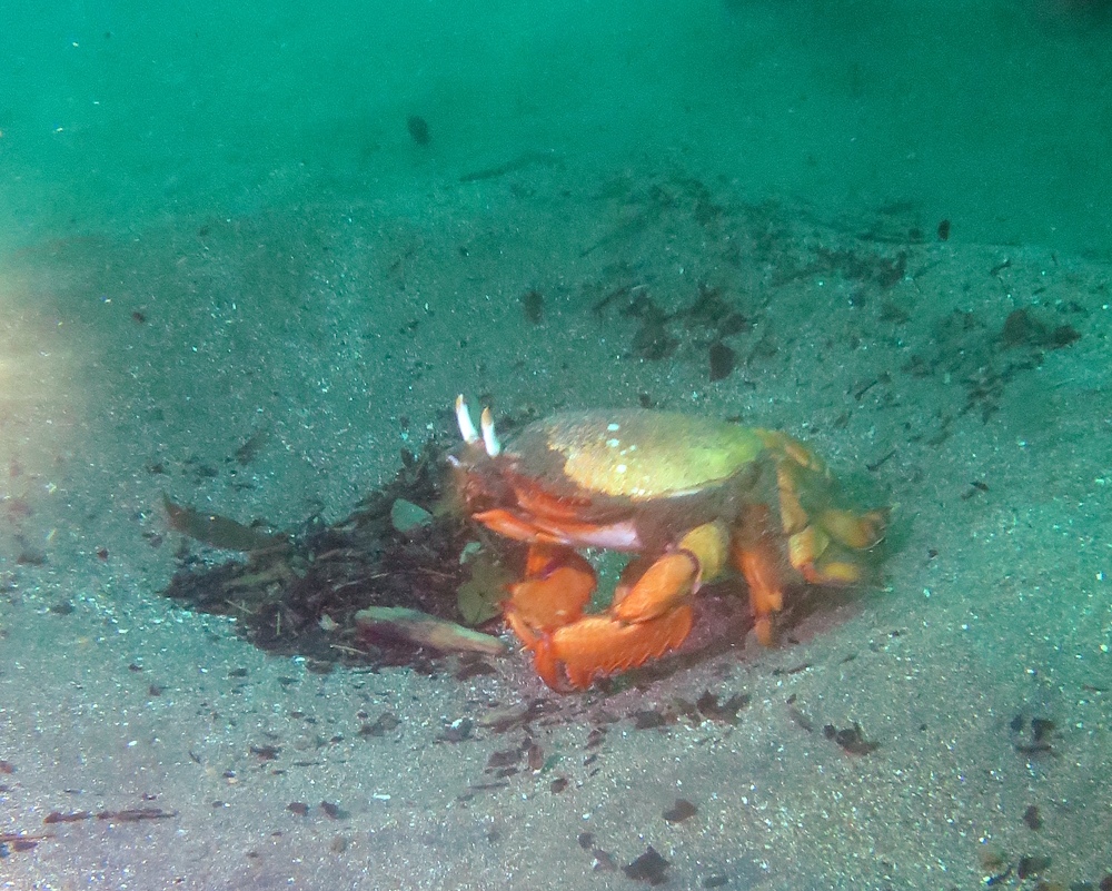 伊豆 菖蒲沢 アサヒガニ