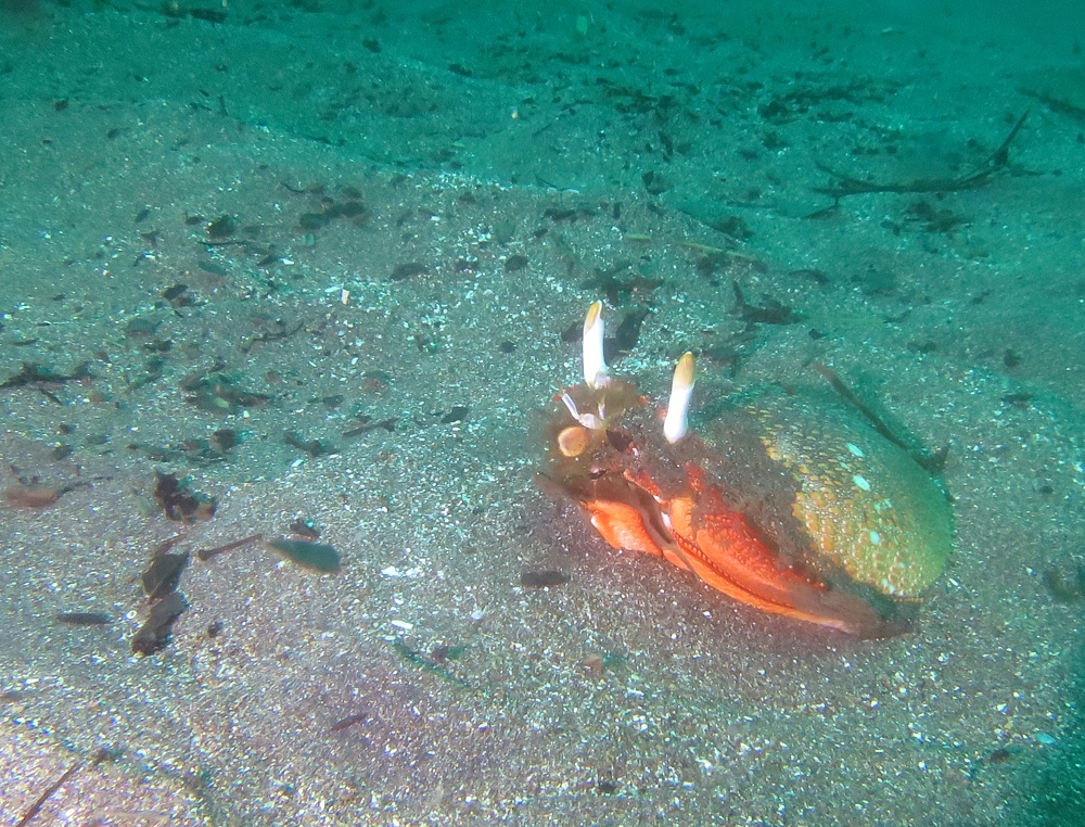 伊豆 菖蒲沢 アサヒガニ