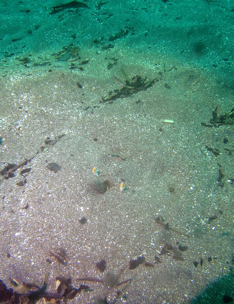 伊豆 菖蒲沢 アサヒガニ