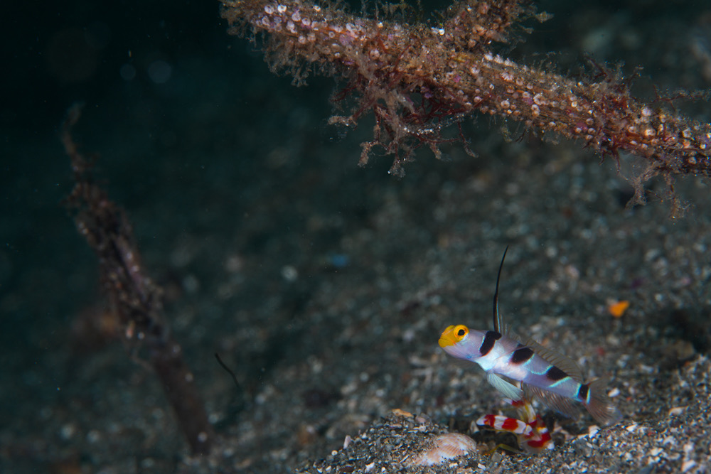 伊豆 季節来遊魚