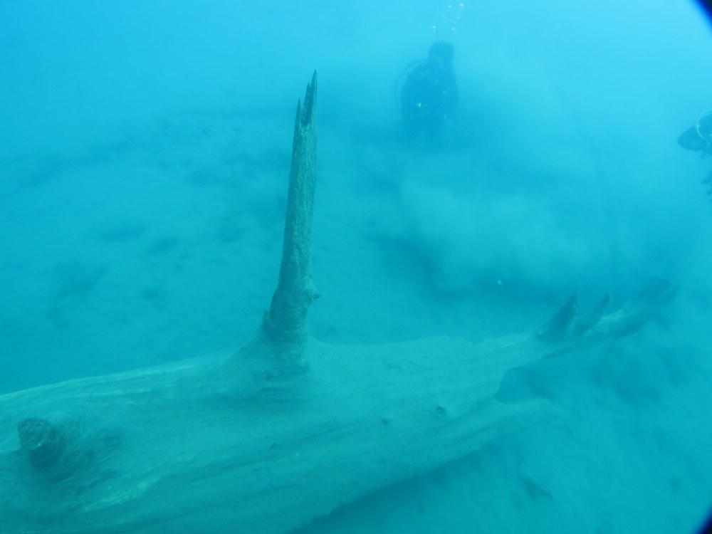 本栖湖の湖底に沈む立ち枯れの木とダイバー
