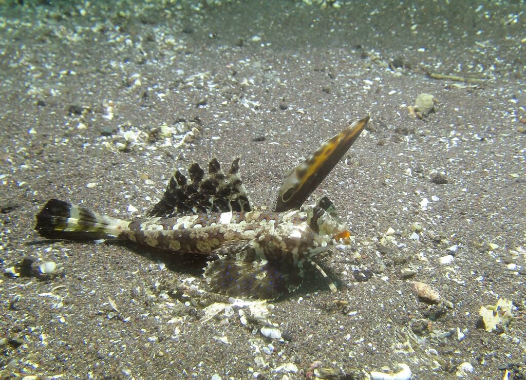 PADI　AOW　講習　ダイビング　イッポンテグリ