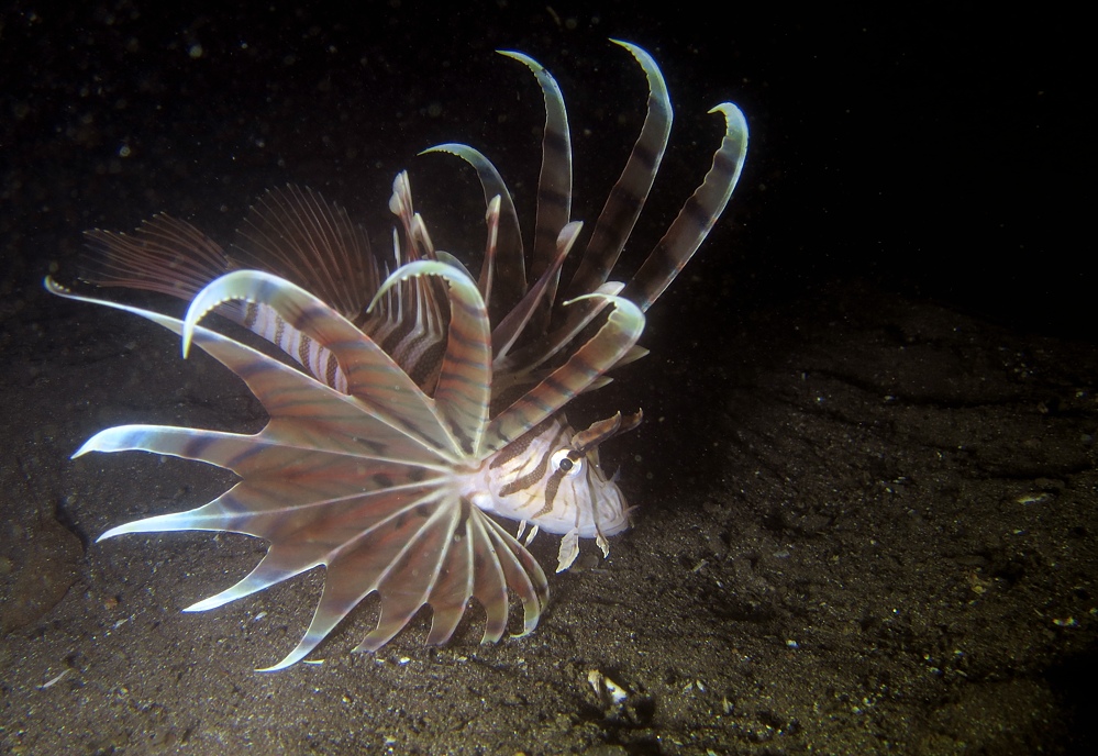 PADI AOW 講習 ナイトダイビング