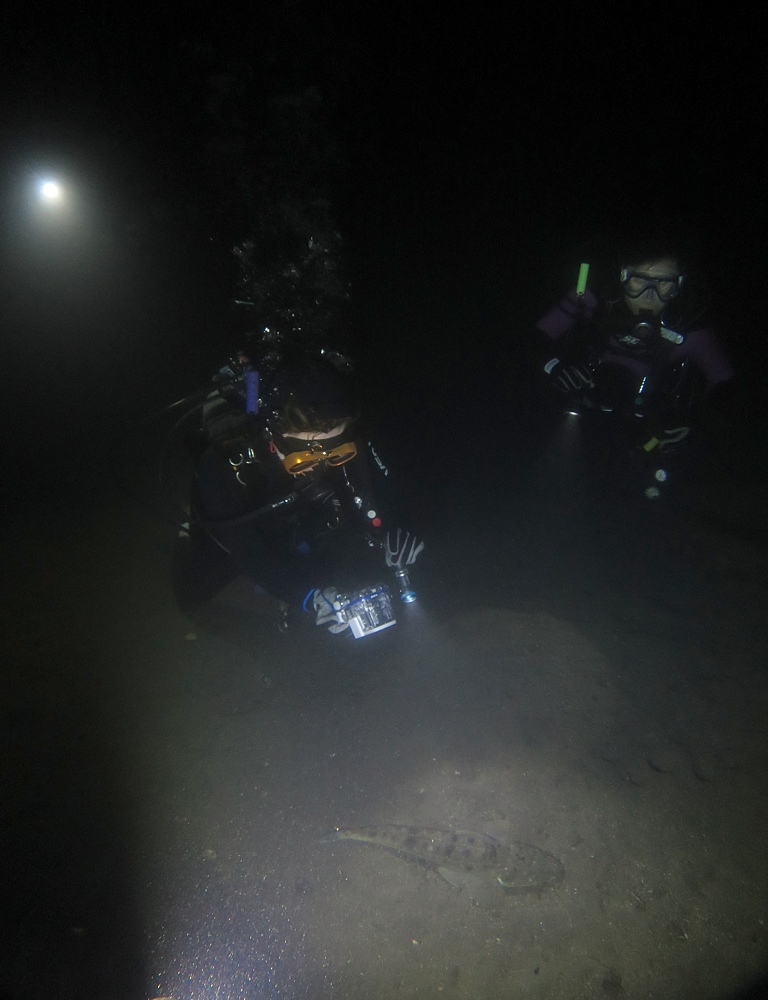 PADI AOW 講習 ナイトダイビング
